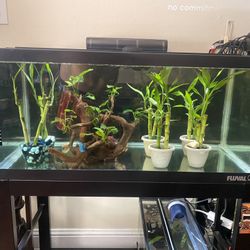 40 gallon aquarium