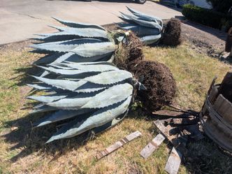 3 Magueyes (agave) Azul/3 Maguey (agave) Azul