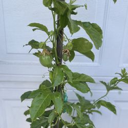 Maracuya Passion Purple Fruit Plant, Is Climbing Vine Plant, In 5 Gallóns Pot Pick Up Only