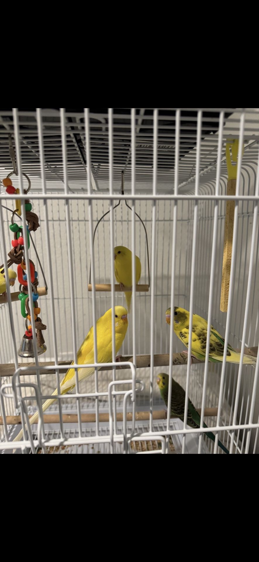 Jaulas De Pájaros