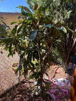 Loquat tree