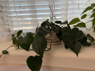Heartleaf Philodendron Live Trailing Plant