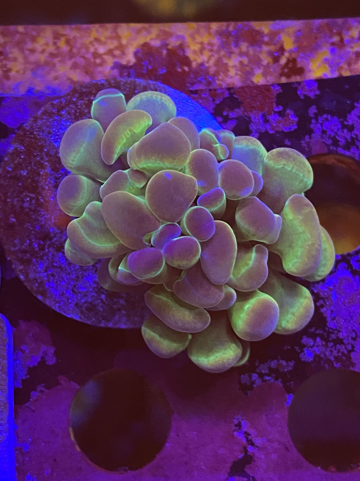 Hologram Hammers