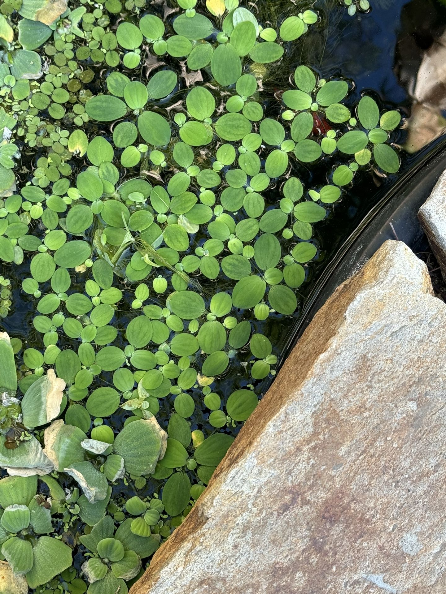 Aquarium, Fresh Spangle 