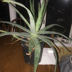 Aloe Vera Plant