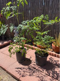 Moringa / Malongay tree ,  each.    $25