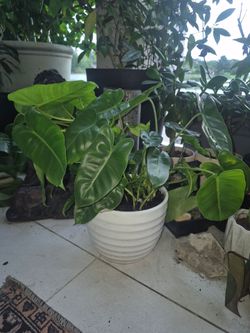 Philodendron in ceramic pot