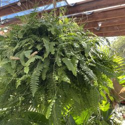 Live art plant!!! Huge fern indoor/outdoor; plant covers pot, you don’t see pot, 95820