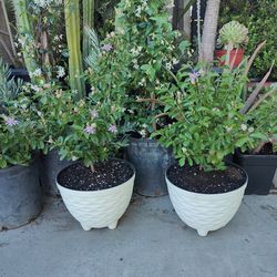 Grewia Lavender Star Full Sun Plant