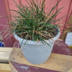 Plant Grass Like Was $9 Now $7 Have 2 Left In Donna Inside The City 