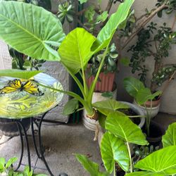 Big Elephant, ear plant