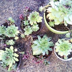 Beautiful Combination Jade And Succulent Plants