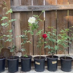 Red, Pink, and White Rose Plants