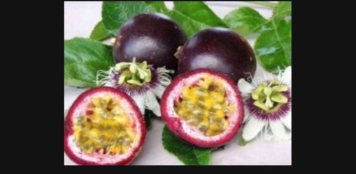 Passion fruit tree