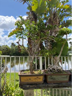 Jazmine bonsai