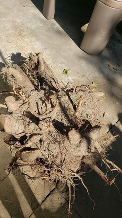 Free firewood