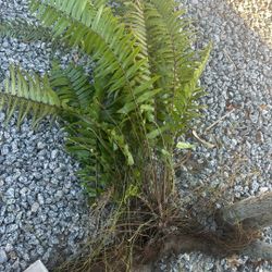 Free fern plants I have plenty and they easily pull out of the ground for you to take