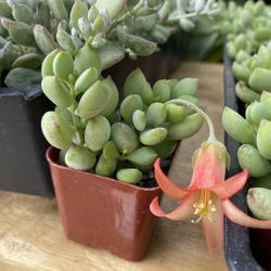 Bundle Plant Succulent 