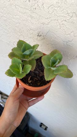 Succulent plant