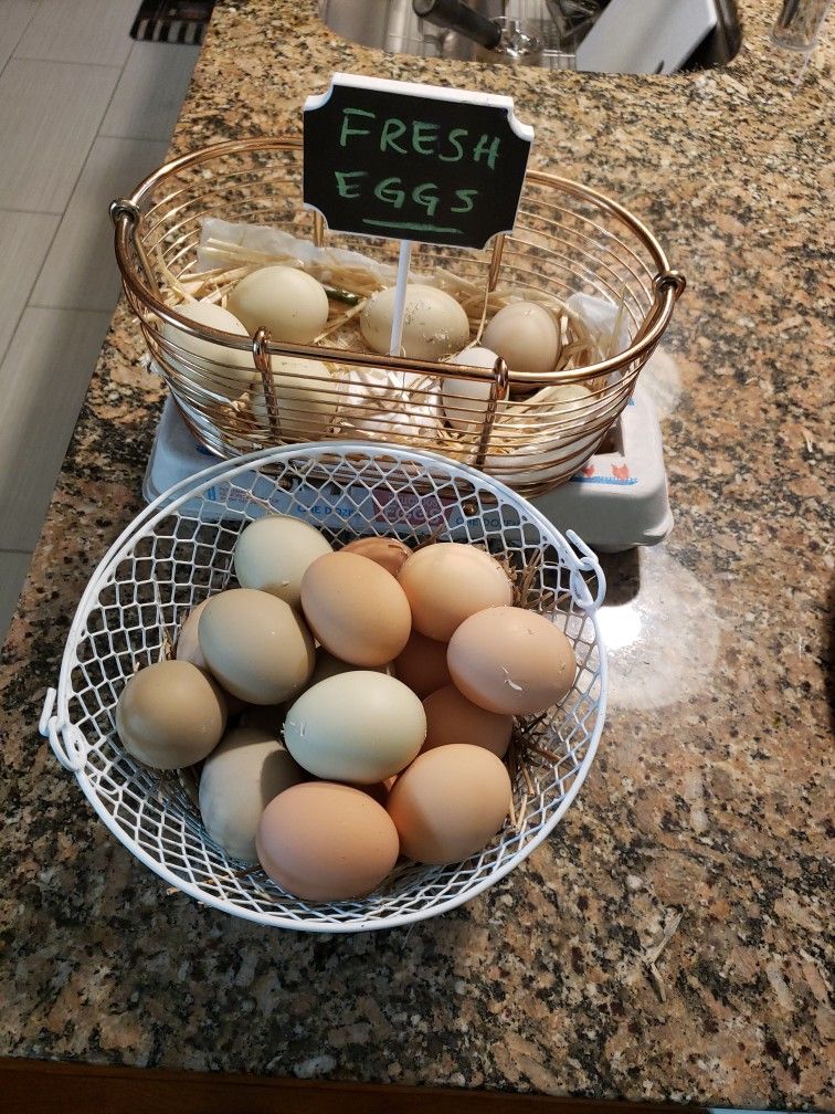 Fresh Organic Eggs $5.00 /1Dozen