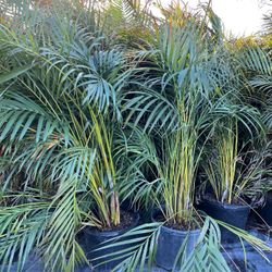 Areca Palms