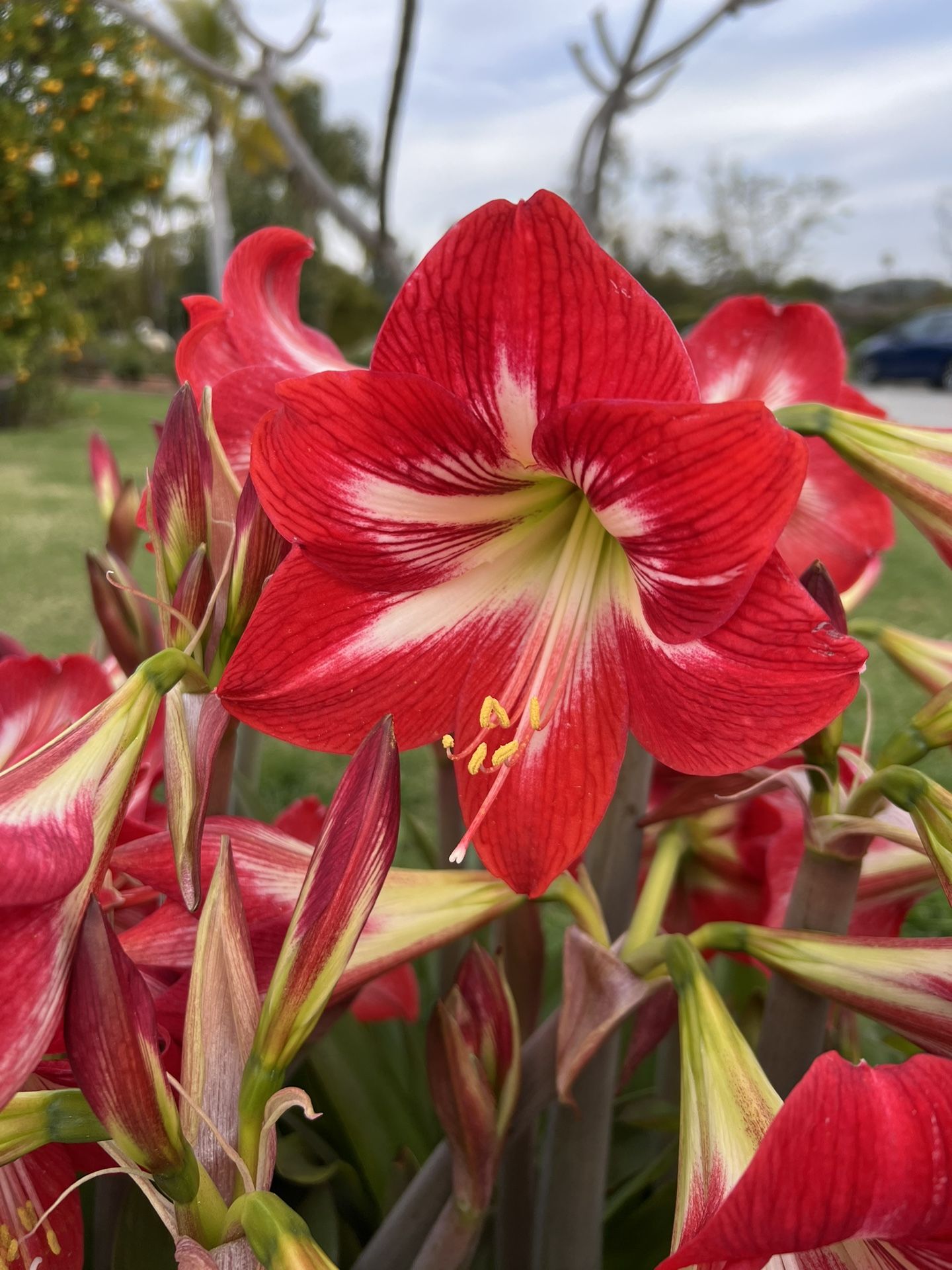 New Easter Amaryllis Plant Seeds Bulk With Over 100 Seeds
