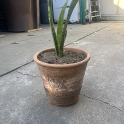 Espad De San Gorge🪴