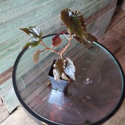 Begonia Angel Wing "Black Magic" 
