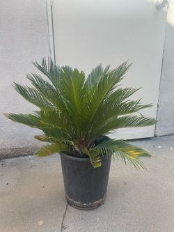 Sago Palm Tree