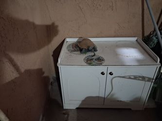 Cat out house