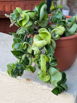 Hoya Carnosa Compacta