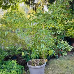 10’ Bamboo in pot