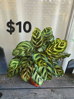 Calathea makoyana