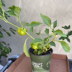 Pepper Plant In A Pot 