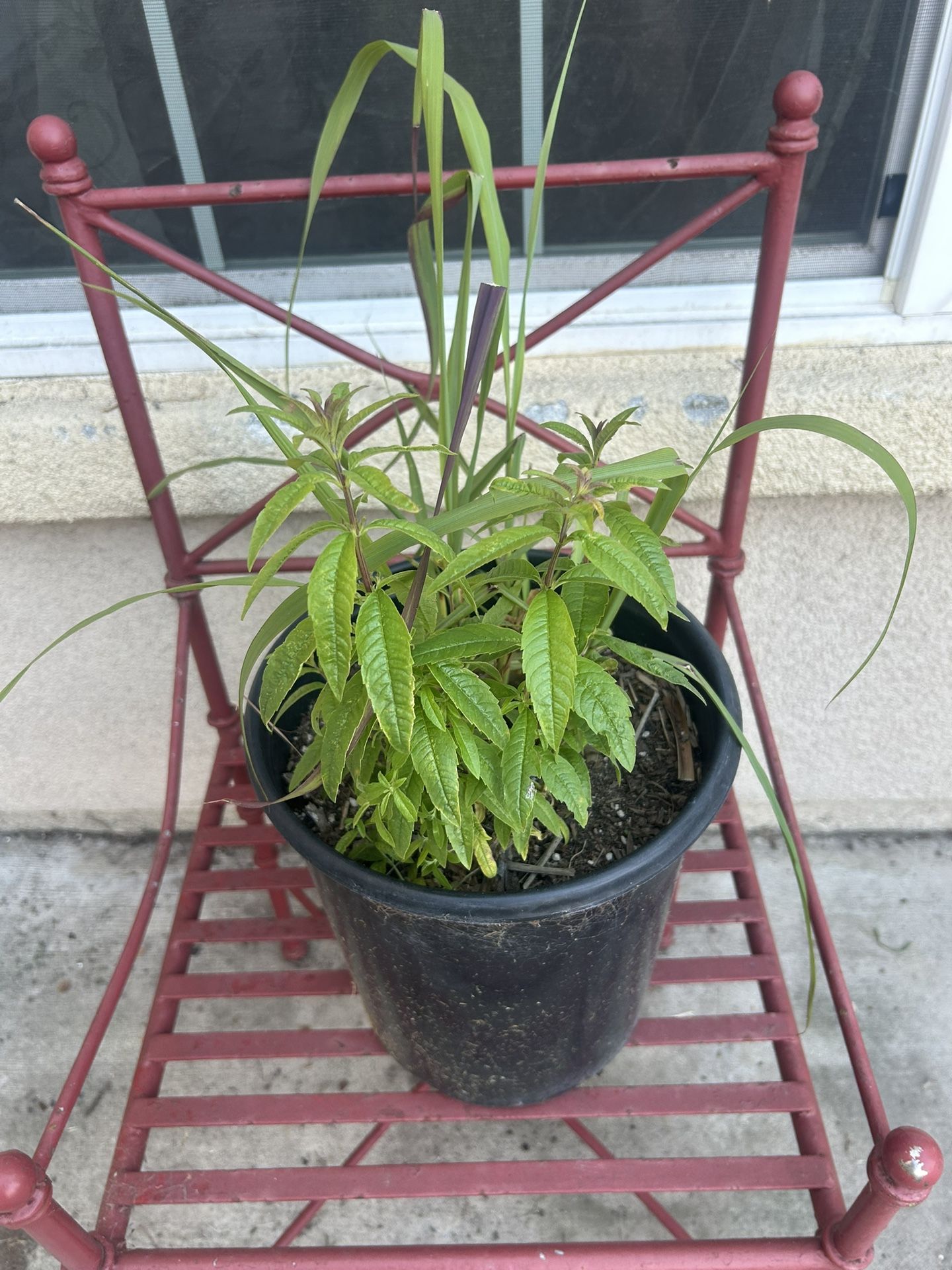 Lemon Grass And Lemon Verbena Plant 🪴 