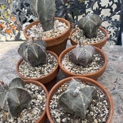 Astrophytum Bishops Cap