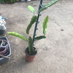 Dragon Fruit Plants 28 Inches Tall