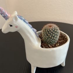 Planted Cactus 