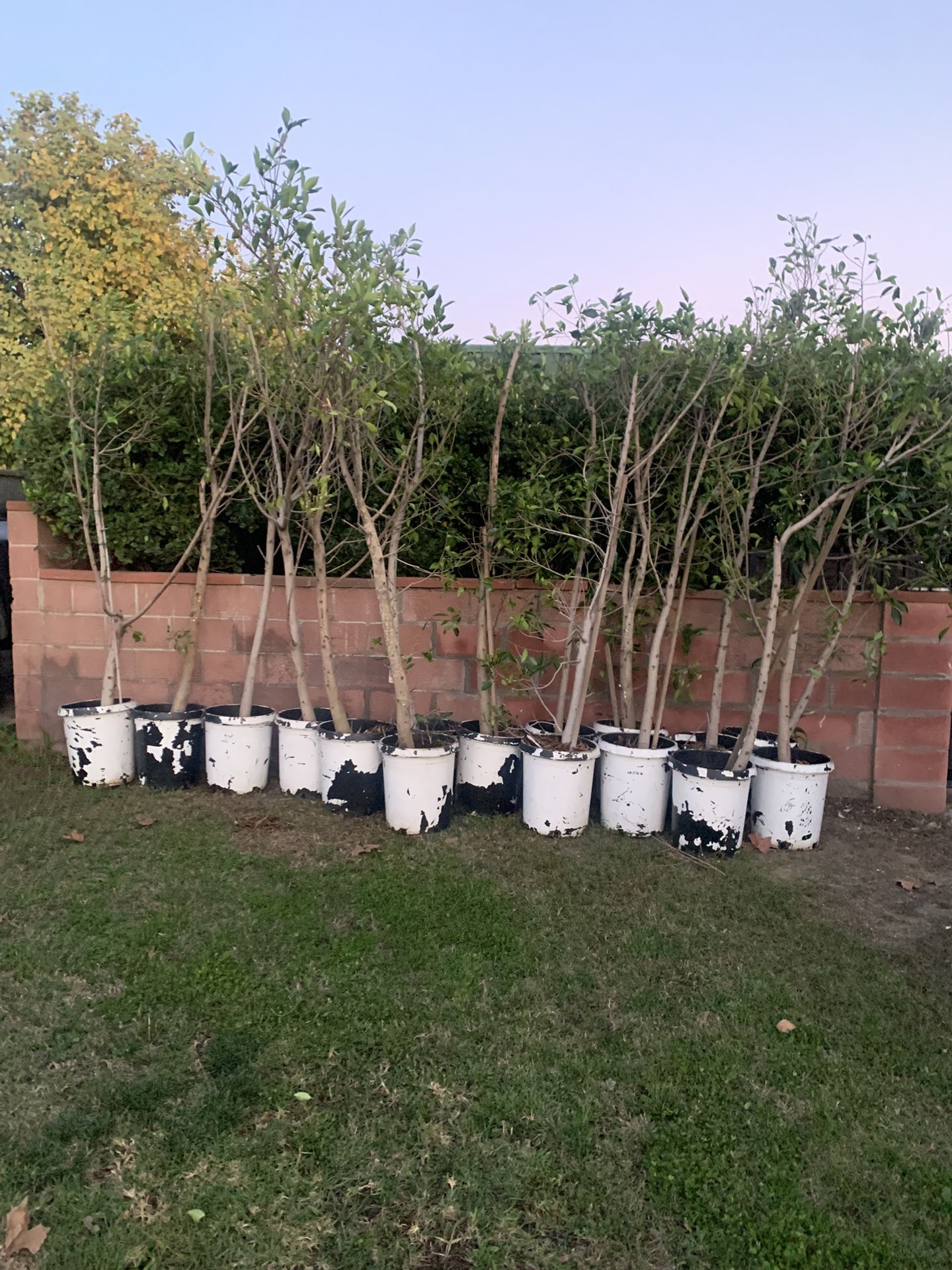 Planters All For $100