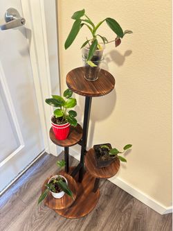 Bundle of 4 philodendrons