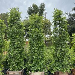 Ficus Nitida Indian Laurel Privacy Hedge