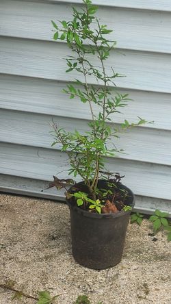 3 years and 8 months old pomegranate tree bushes