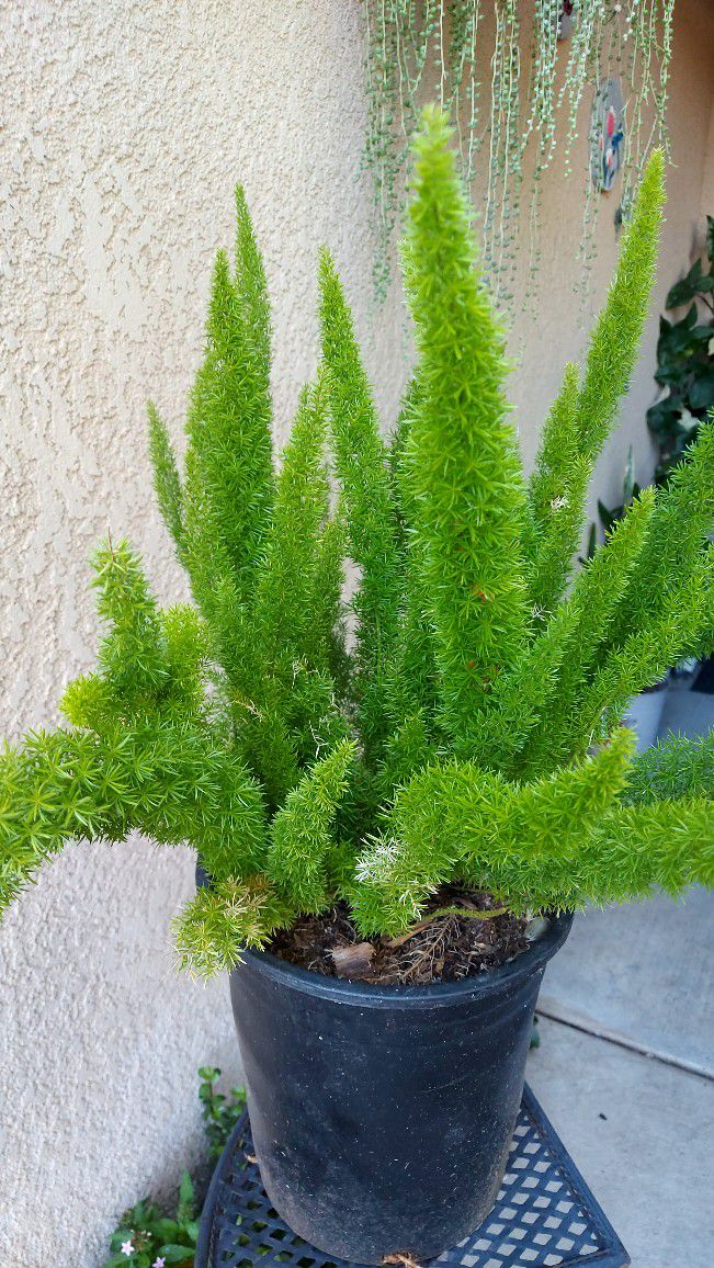 Fox Tail Fern  "Asparagus Fern " Plant $30