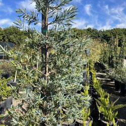 Podocarpus Icy Blue