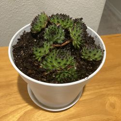 Sempervivum In Mess Free Pot