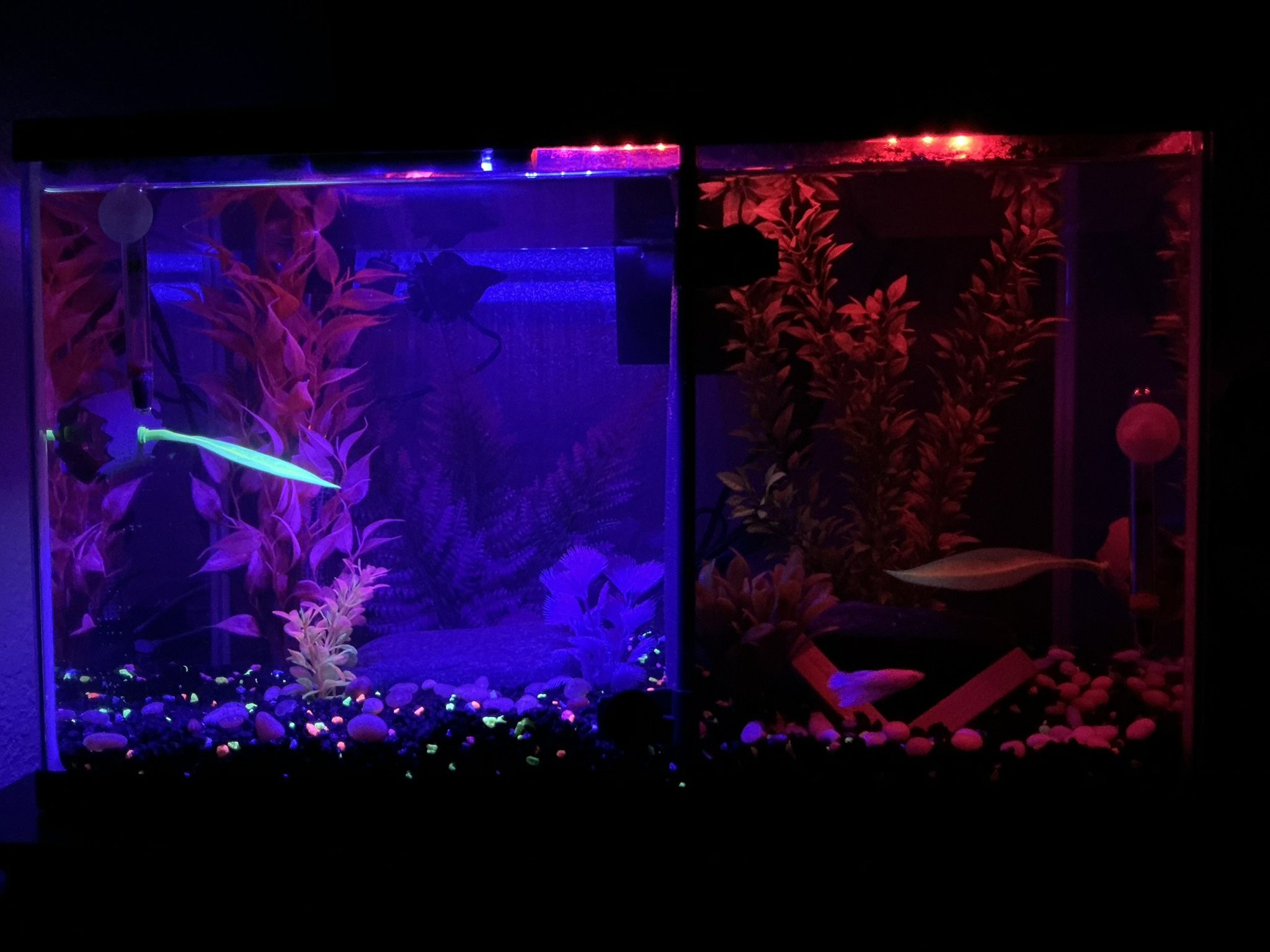 10 Gallon Fish Tank 