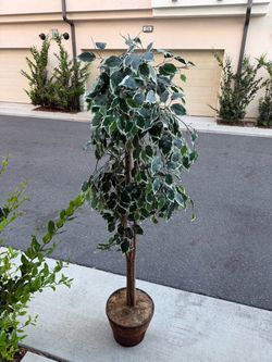 Faux Variegated Ficus Tree, 5-6ft, Decorative Pot