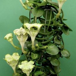 Ceripegia 