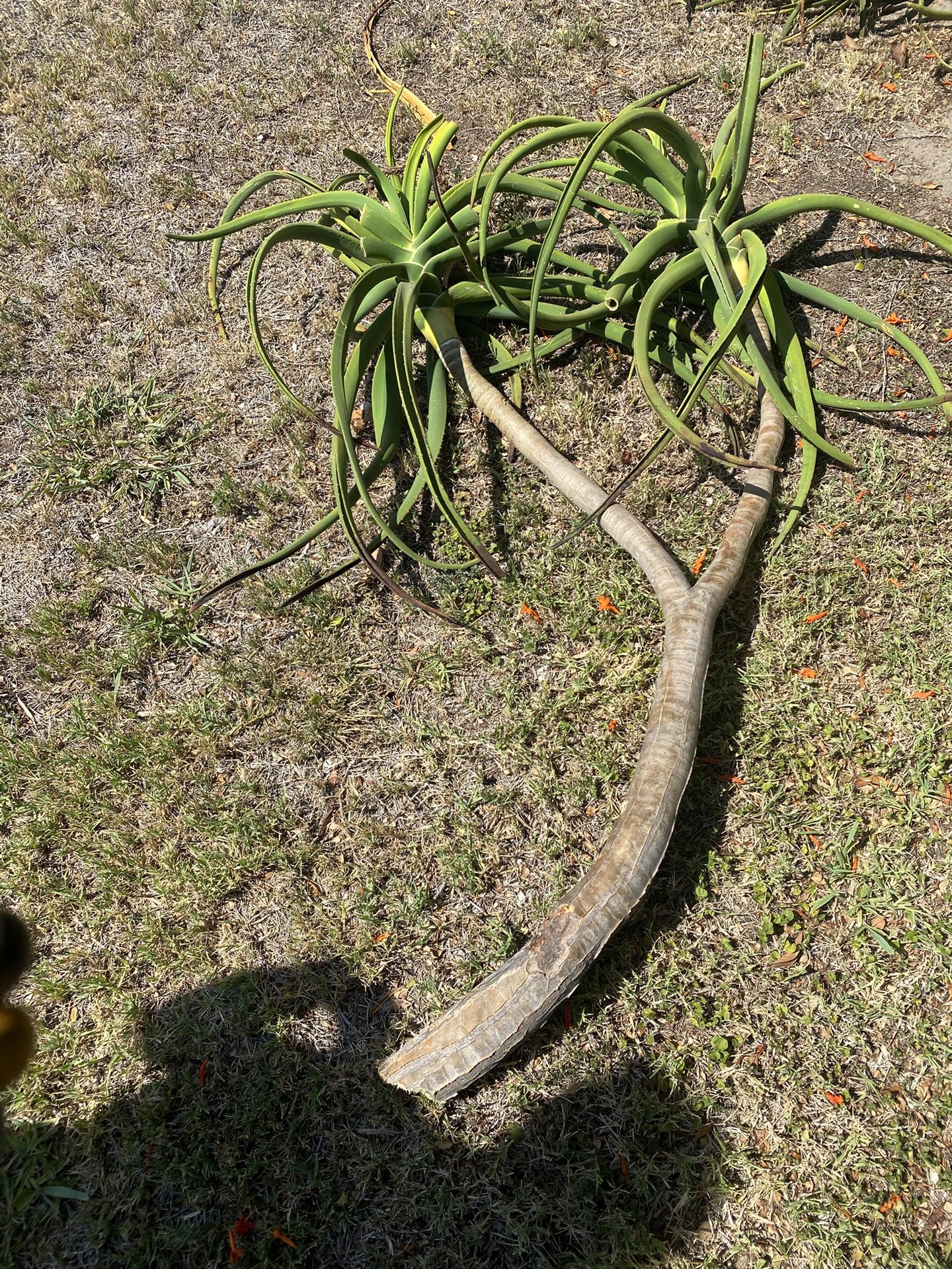 Rare South African Aloe Tree Cuttings