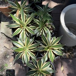 Plants! Aloes, Spider Plants, Agave and More